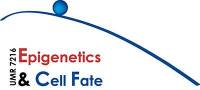 Epigenetics and Cell Fate